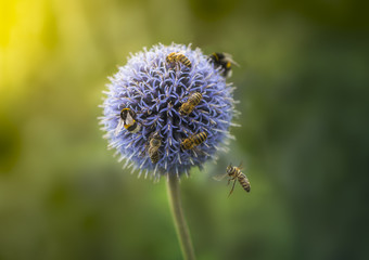 Bumble Bees and Bees on Echinops or Globe Thistle. Green Blurry Background. Copy Space.