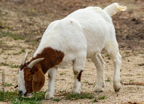 Fotografie, Obraz An Adorable Farm Goat Grazing in a Field