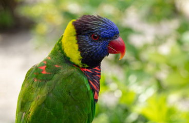 Wall Mural - vibrant lorikeet pauses for a colorful picture