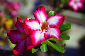 Wall Mural - Pink desert rose flowers (Adenium Obesum)