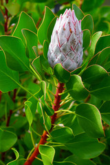 Wall Mural - Bud of the giant protea flower in Hawaii