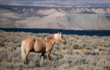 wild (feral) mustangs in the colorado high desert