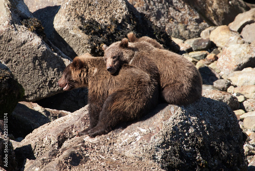 Photo Wild Brown Grizzly bears in Alaska
