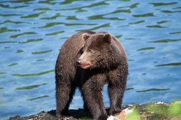 Wall Mural - Isolated Brown Grizzly Bear with Blue Water Background