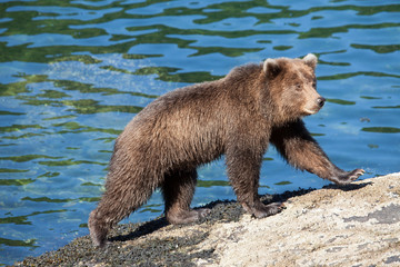 Wall Mural - A lone Grizzly Brown Bear hunts by a river in Alaska