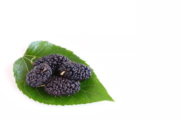 Fresh juicy mulberries on mulberry leaf on white background 