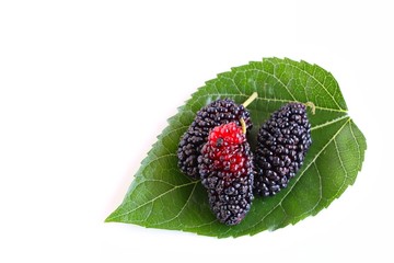 Fresh juicy mulberries on mulberry leaf on white background 