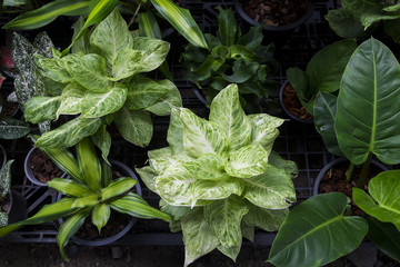 Top view of green plant in pot. Various of plant in tree shop.