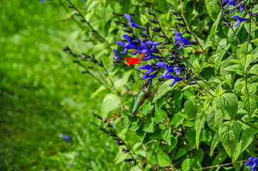 Wall Mural - Iridescent Green Hummingbird at Deep Blue Flower