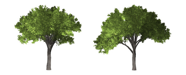 Wall Mural - The collection of tree. Tropical tree isolated on white background with clipping path.