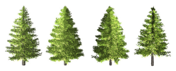 Wall Mural - The collection of tree. Spruce tree isolated on white background with clipping path.