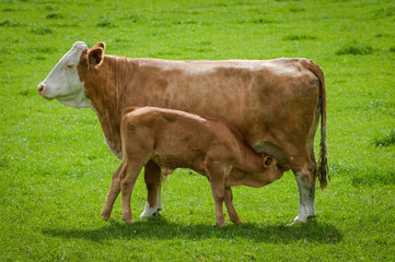 Calf drinking milk from udder of mother cow in field