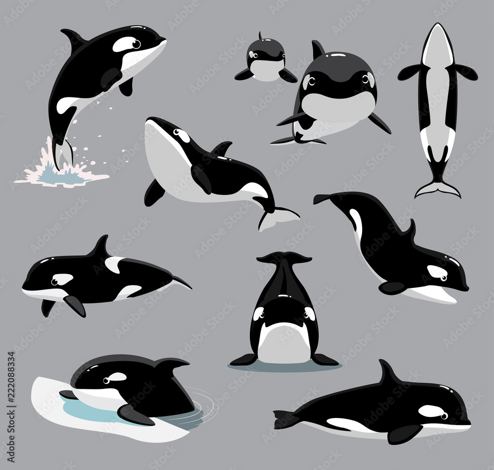 Orca Killer Whale Poses Cartoon Vector Illustration Stock Vector | Adobe  Stock, image size:1000x950