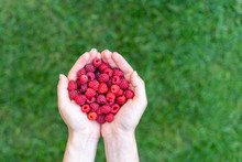 High Angle Top View Close Up Cropped Photo Of Person Lady Hands Hold Red Raspberries Isolated On Green Vivid, Shine Background With Copy Space For Text