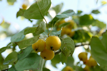 Wall Mural - Little yellow apples on an apple tree