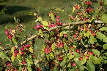 Wall Mural - Little red apples on an apple tree