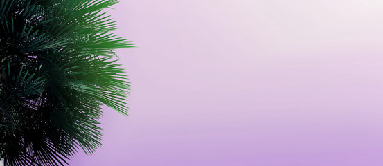 Fototapete - Website heading and banner with copy space in light violet color and palm tree. Concept of Los Angeles and cheap travel agency,tourism and summer vacations, blog header.