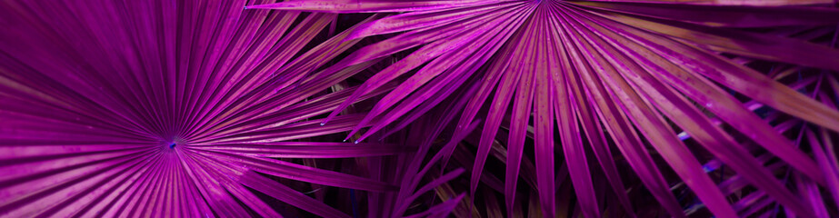 Fototapete - Exotic website banner of tropical violet palm leaves. Concept of travel agency, jungle theme and blog header.