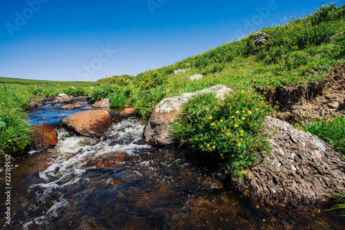 Fotografia, Obraz Bushes of Kuril tea grows near mountain creek in green valley