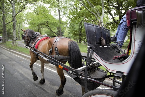 Fotomural Carrozze con cavalli a central park