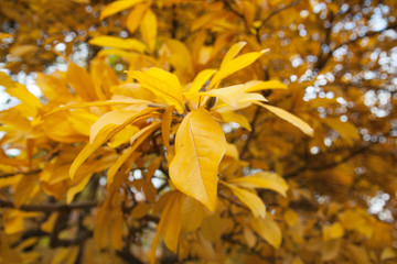 A beautiful autumn yellow leaves. Magnolia tree in the botanical garden. Autumn landscape.