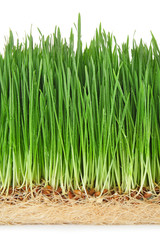 Sprouted wheat grass on white background