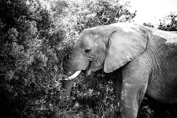 Wall Mural - Elephant standing with his trunk in the bushes