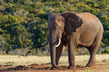 Wall Mural - Elephant standing and staring at the ground