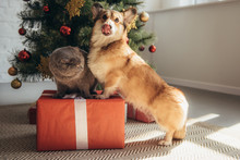 Funny Welsh Corgi Dog And Scottish Fold Cat On Gift Box Near Christmas Tree
