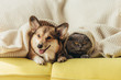 © LIGHTFIELD STUDIOS - funny pets lying under blanket on sofa