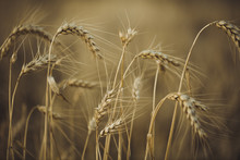 Close-up Of Wheat Growing On Field During Sunset