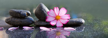 Black Spa Stones And Pink Cosmos Flower Isolated On Green.
