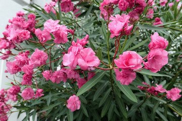 Wall Mural - pink Oleander blossom with green leaves. mediterranean plant