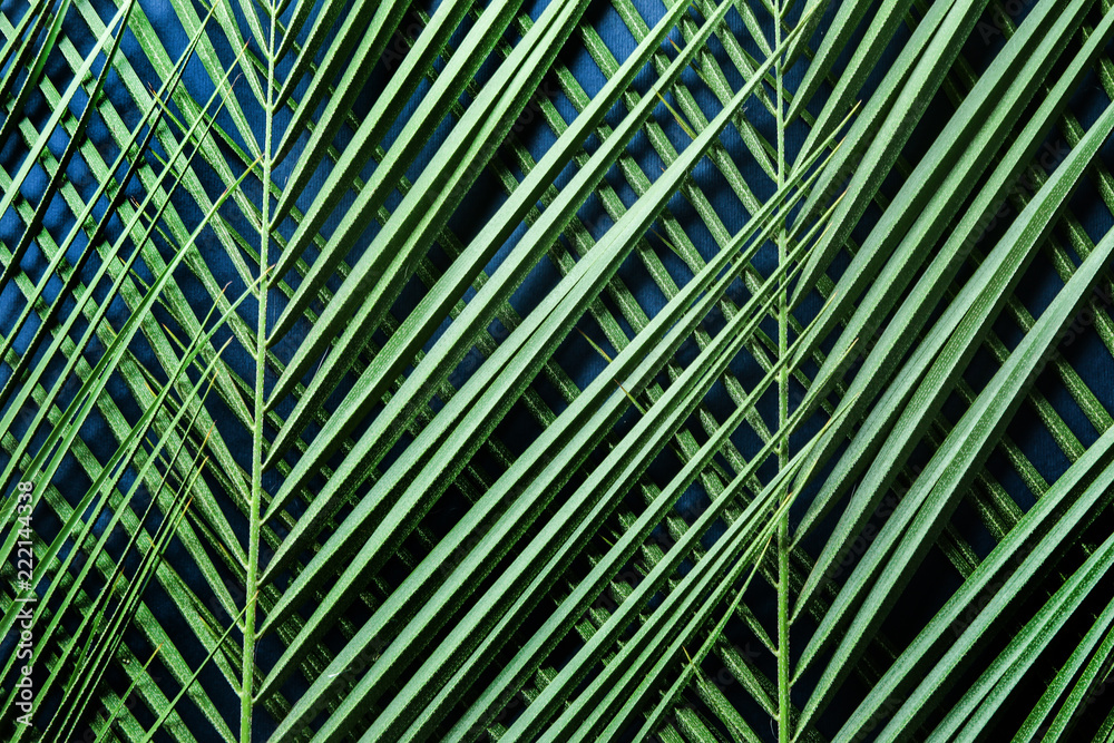 Tropical palm leaves as background