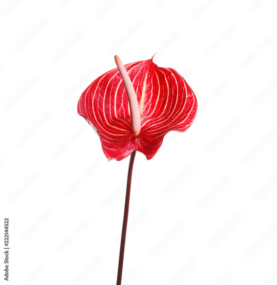 Beautiful anthurium flower on white background