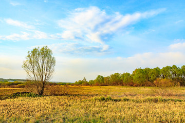 willow trees in the meadow