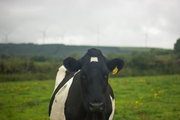 black cow with white spots on a green meadow