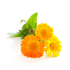 Calendula flowers isolated on white background.