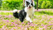 Border Collie Running In The Grass