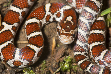 Wall Mural - Closeup of young milk snake on garden soil in Connecticut.