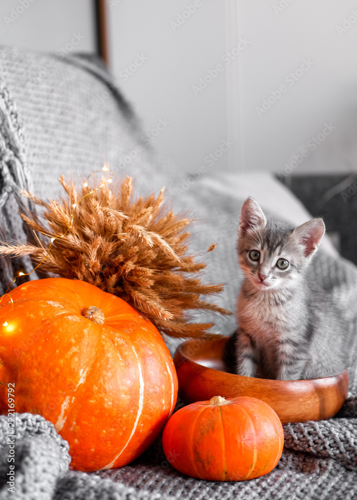 Cute kitten relaxing on warm plaid by autumn rustic home decor. halloween - obrazy, fototapety, plakaty 
