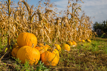 pumpkins in the garden, against the background of other plants.