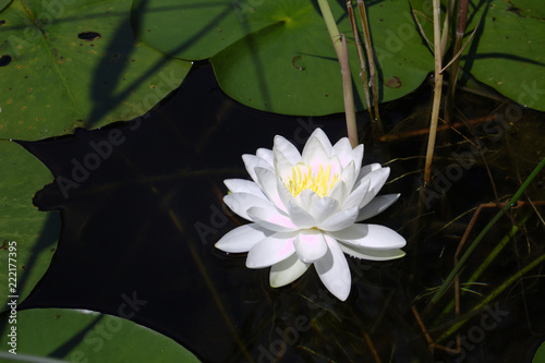 Fotografie, Obraz Close Up of White Water Lotus With Yellow Center Surrounded By Green Lily Pads I