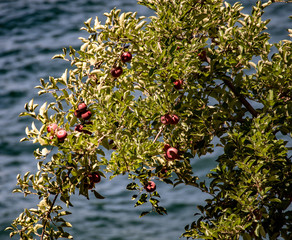 Wild, red, mountain apples above the lake in summer