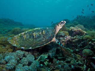 Wall Mural - Turtle on corals