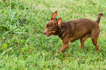 a little dog on a leash