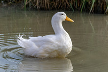 Large White Heavy Duck Also Known As America Pekin Duck, Long Island Duck, Pekin Duck, Aylesbury Duck, Anas Platyrhynchos Domesticus