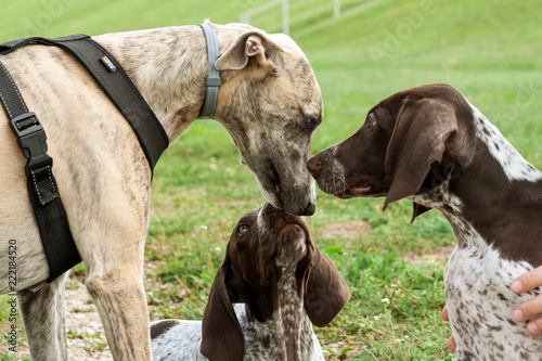 German Shorthaired Pointer Kurtshaar Two Brown Spotted Puppy And