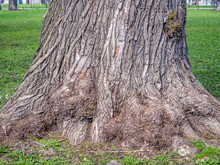 Base Of A Large Tree On Grass Background