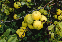 Bunch Of Yellow Quince Fruits Growing On The Bush At Countryside